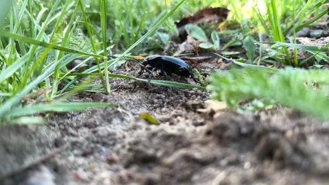 Black beetle crawling on soil under green grass in natural habitat Stock Footage 306642198