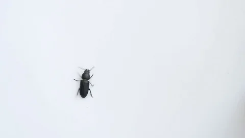 Black beetle crawling on white background Video stock 76963390
