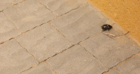 Black beetle crawls away after fighting against ants Stock Footage 103745959