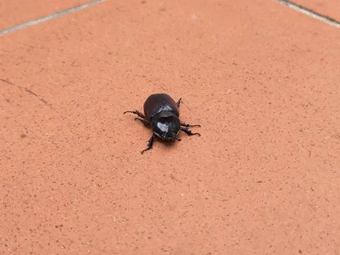 Black beetle crawls on the ground 写真素材