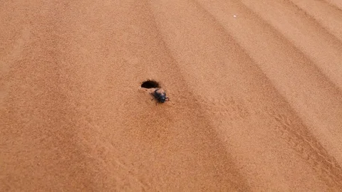 Black beetle crawls out of its hole in Sahara desert Stock Footage 129777874