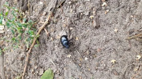 A black beetle crawls through the forest Stock Photos