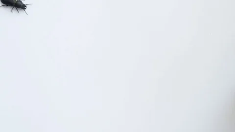 Black beetle crawls on white background Stock Footage 72897084
