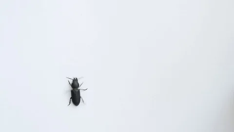 Black beetle crawls on white background Stock Footage 79438668