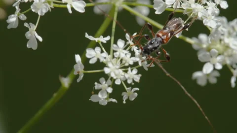 A black beetle crossing over the white flowers in Estonia Stock Footage 209161886