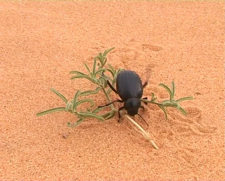 Black beetle on desert flower Stock Footage 461268