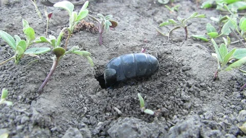 Black beetle digging a hole Common scarab Meloe proscarabaeus Stock-Footage 333999038