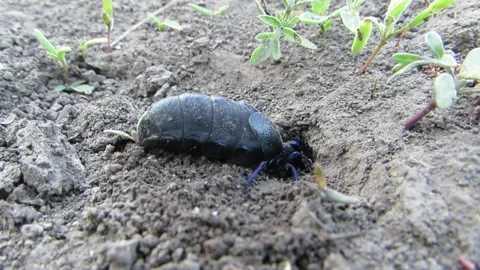 Black beetle digging a hole in the field Common black beetle Meloe proscarab Stock-Footage 333998841