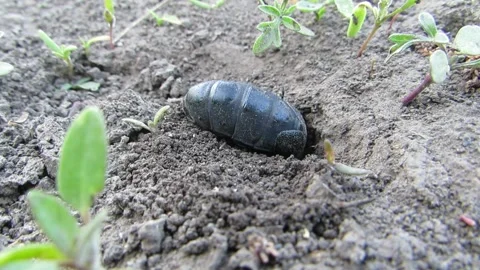 Black beetle digging a hole in the ground Common scarab Meloe proscarabaeus Stock Footage 333998823