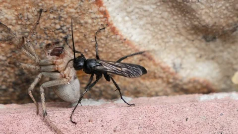 A black beetle drags a dead spider along the stone Stock Footage 121445918