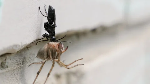 A black beetle drags a dead spider on the wall Stock Footage 280556032