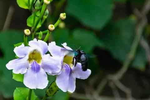 Black beetle finding the the juice of the nectar of blooming purple flower wi Stock Photos