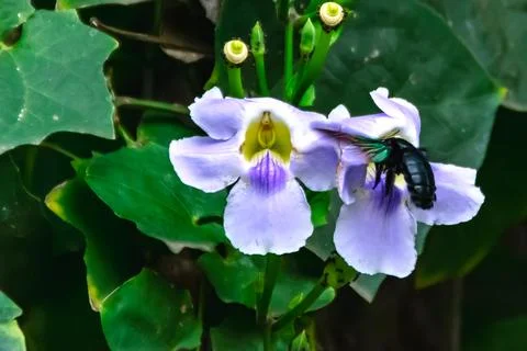 Black beetle finding the the juice of the nectar of blooming purple flower wi Stock Photos