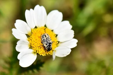 Black beetle on a flower Foto stock