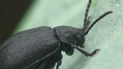 Black beetle Stock Footage 32186989