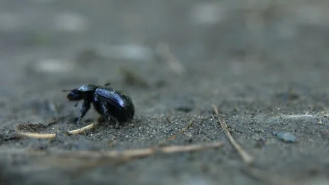 Black beetle Stock Footage 78881099
