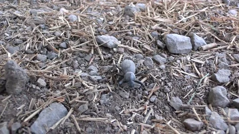 Black Beetle Stock Footage 155770429