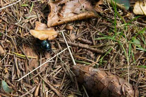 Black beetle on forest floor Stock Photos