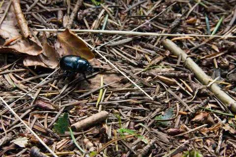 Black beetle on forest floor Stock Photos