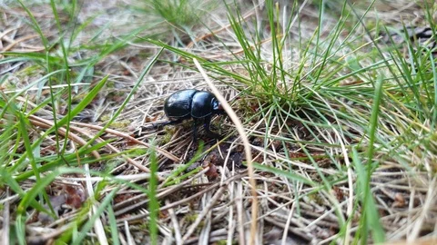 Black beetle on the grass. Forest beetle. Stock Footage 114973725