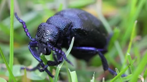 Black beetle in green grass. Stock Footage 307265114