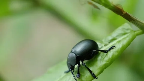 Black beetle on green leaf. Video stock 307264273