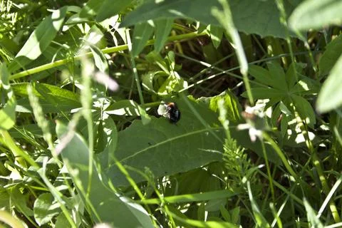Black beetle on a green leaf in the grass. Macro shot. Stock Photos