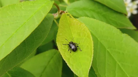 Black beetle on a green leaf in spring Stock Footage 130041472