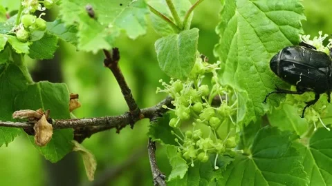 Black beetle on green leaves. Stock Footage 307264077
