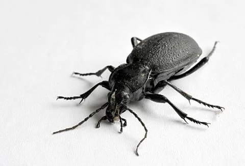 Black beetle, ground beetle Stock Photos