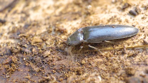 A black beetle on the ground in the forest Stock Footage 137358774