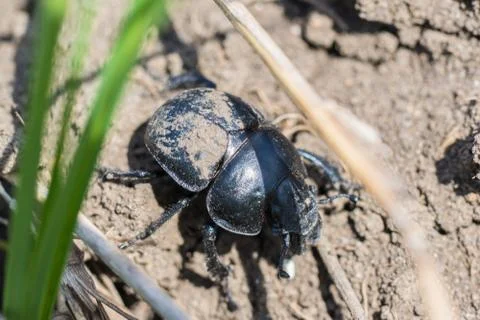 Black beetle on the ground Stock Photos