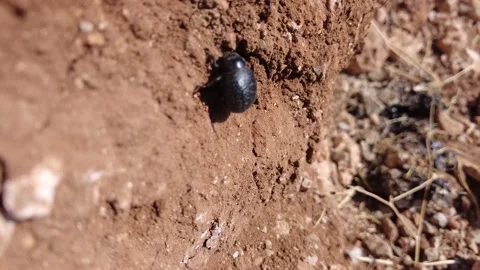 Black beetle has climbed into the ground and is waiting 4K Stock Footage 162234330