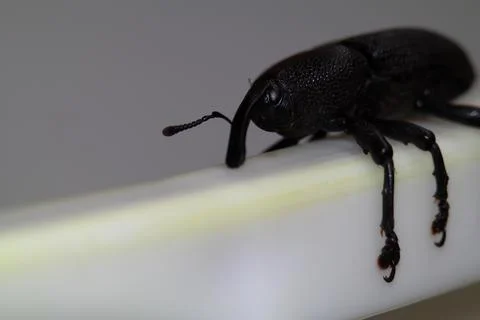 Black beetle isolated on white background macro photo. Foto stock