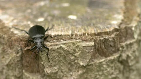 Black beetle jumping off a log. Stock-Footage 153881201