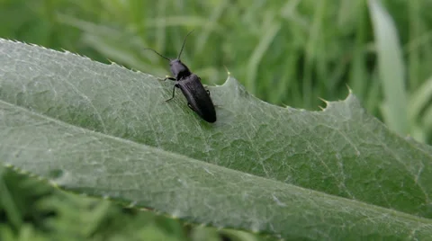 Black beetle on Leaflets Video stock 39306882