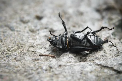 The black beetle lies on its back. Dead beetle Stock Photos