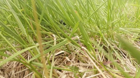 Black beetle long and funny trying to hide in the grass thickets Stock Footage 40745107