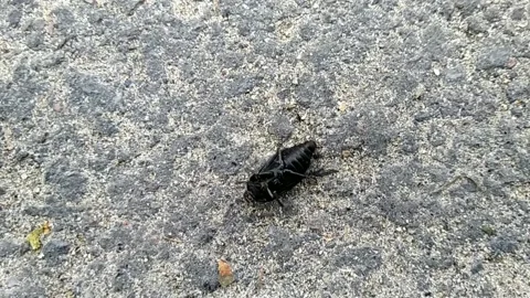 Black beetle is lying on the asphalt with its back and cannot get up Stock Footage 207553516