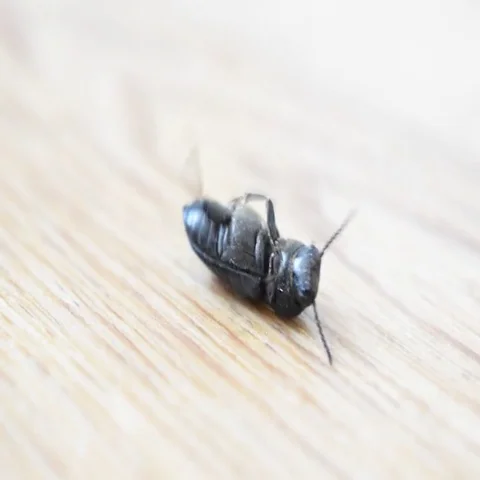 Black beetle lying on its back tries to get up Stock Footage 69562574