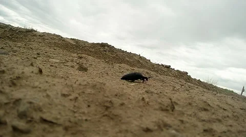 Black beetle Meloe proscarabaeus, several frames in one Stock Footage 37358061
