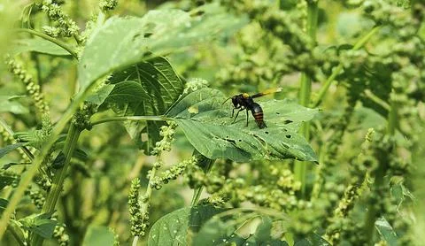 A black beetle in the middle of wild spinach bushes. Stock Photos