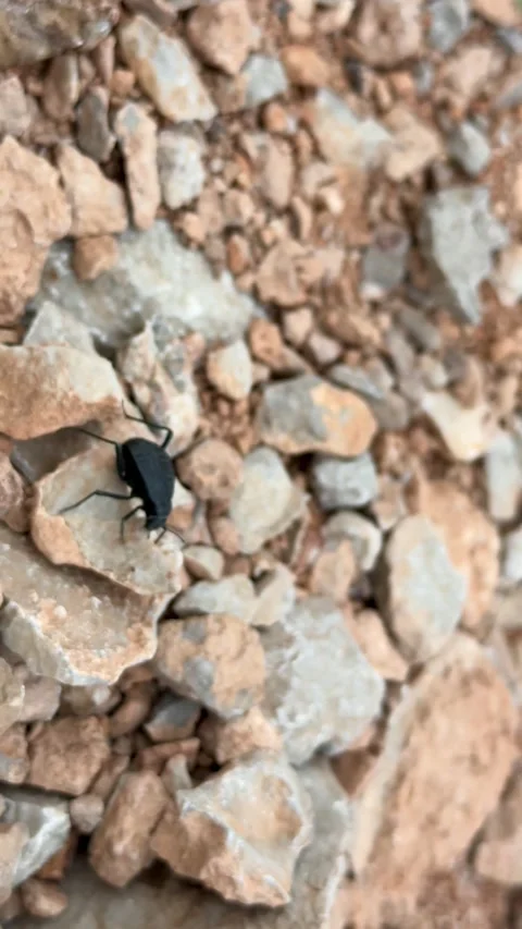 Black beetle moving across rocky ground and wild grass Stock-Footage 335306407