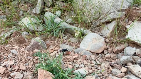 Black beetle moving across rocky ground and wild grass Stock Footage 335306418