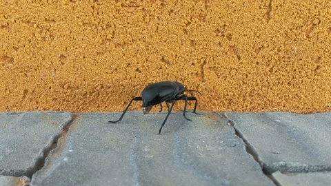 Black beetle is moving Vídeos de archivo 98042874