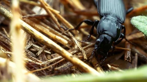 Black beetle moving through dry straw and green grass Stock Footage 340641055