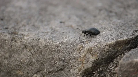 Black beetle overcoming obstacle Stock Footage 82207366