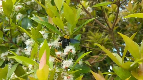 Black Beetle Perched on Flower Stock Footage 237509124