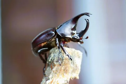 Black beetle perched on top of a sugarcane tree Stock Photos