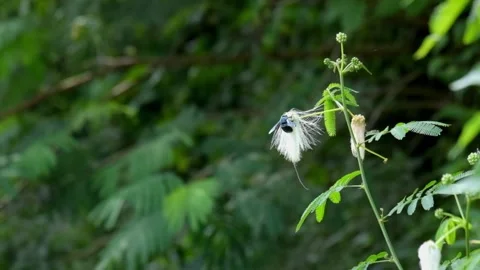 A black beetle perches on a white flower looking for pollen Stock Footage 319942495